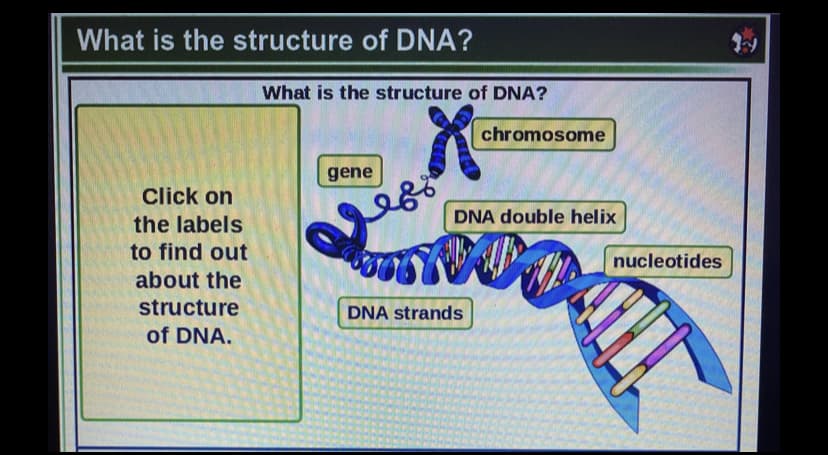 What is the structure of DNA?
What is the structure of DNA?
chromosome
gene
Click on
DNA double helix
the labels
to find out
nucleotides
about the
structure
of DNA.
DNA strands
