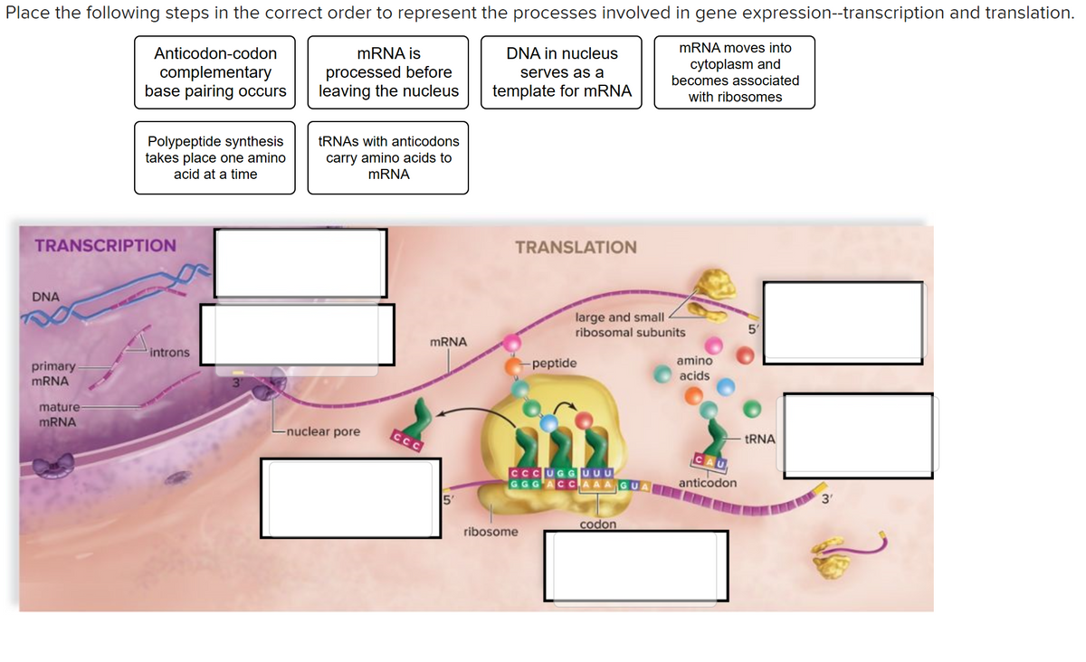 Place the following steps in the correct order to represent the processes involved in gene expression--transcription and translation.
MRNA moves into
Anticodon-codon
MRNA is
DNA in nucleus
complementary
base pairing occurs
processed before
leaving the nucleus
cytoplasm and
becomes associated
serves as a
template for mRNA
with ribosomes
Polypeptide synthesis
takes place one amino
acid at a time
TRNAS with anticodons
carry amino acids to
MRNA
TRANSCRIPTION
TRANSLATION
DNA
large and small
ribosomal subunits
5'
MRNA
introns
amino
primary
peptide
acids
MRNA
mature-
MRNA
Enuclear pore
tRNA
CCCUGGUUU
GGG ACCAAAGU
anticodon
5'
3'
codon
ribosome
