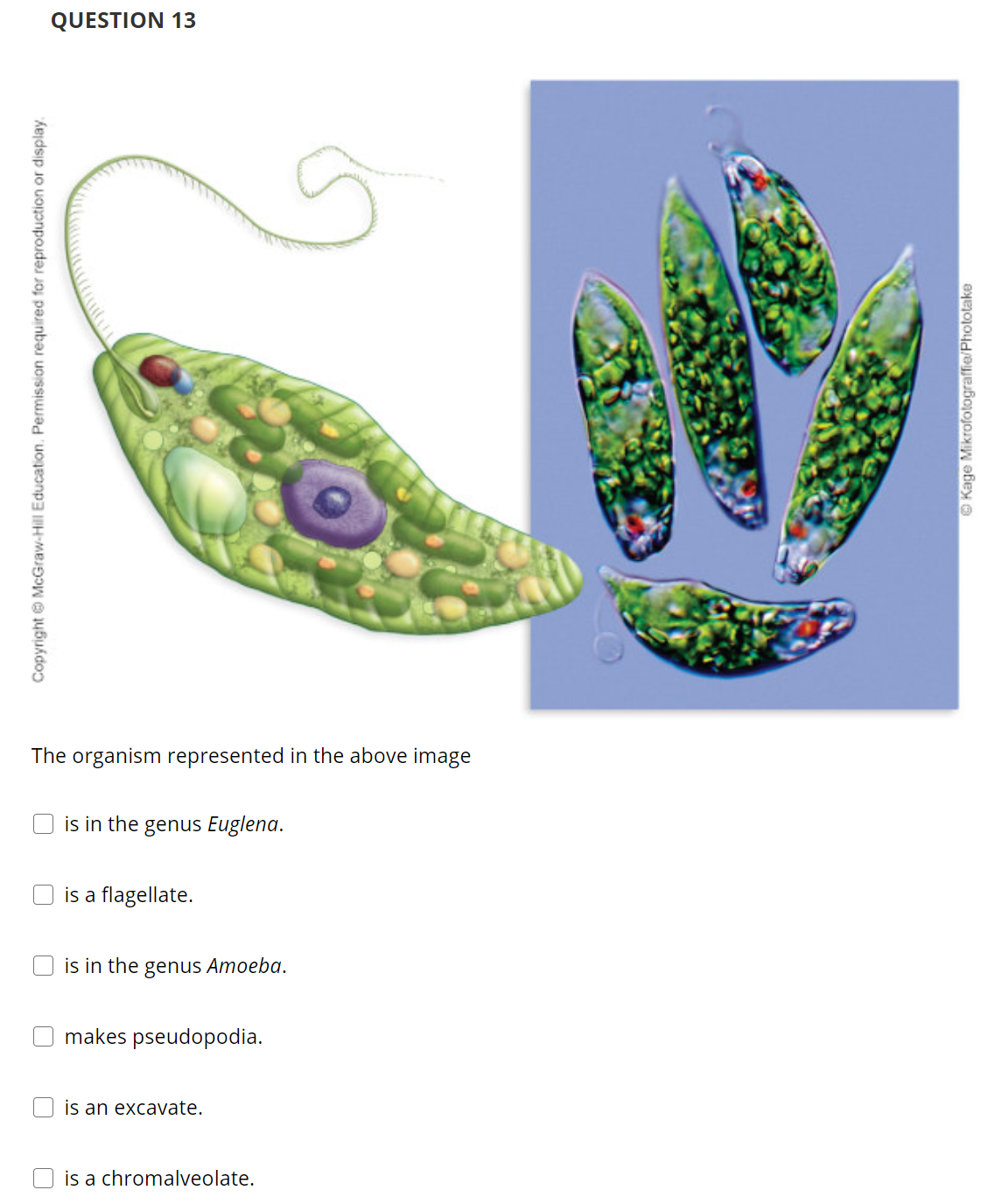 QUESTION 13
The organism represented in the above image
is in the genus Euglena.
is a flagellate.
is in the genus Amoeba.
makes pseudopodia.
is an excavate.
is a chromalveolate.
Copyright © McGraw-Hill Education. Permission required for reproduction or display
O Kage Mikrofotograffie/Phototake
