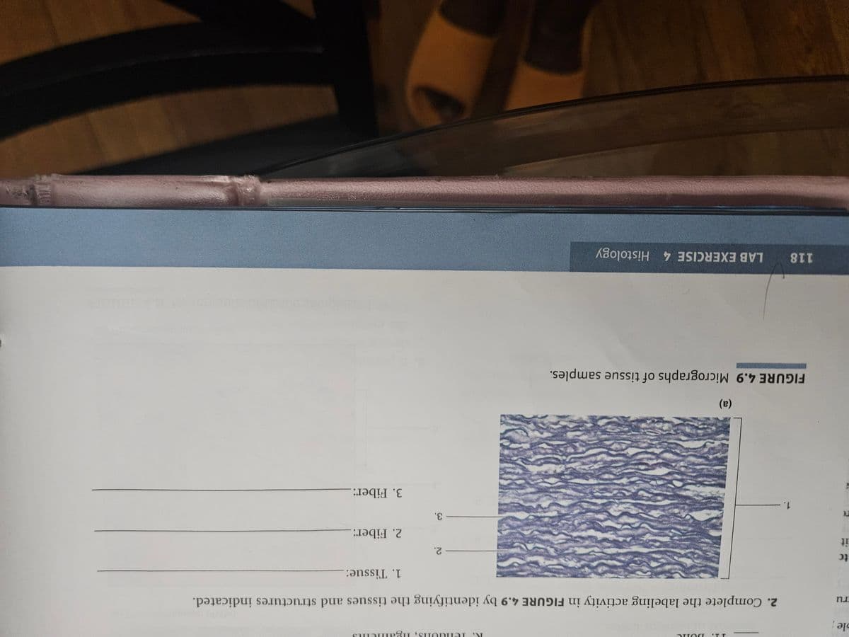 ble
ru
DUNC
тепон, пратен
2. Complete the labeling activity in FIGURE 4.9 by identifying the tissues and structures indicated.
tc
it
1.
(a)
FIGURE 4.9 Micrographs of tissue samples.
118
LAB EXERCISE 4 Histology
1. Tissue:
- 2.
2. Fiber:
3.
3. Fiber: