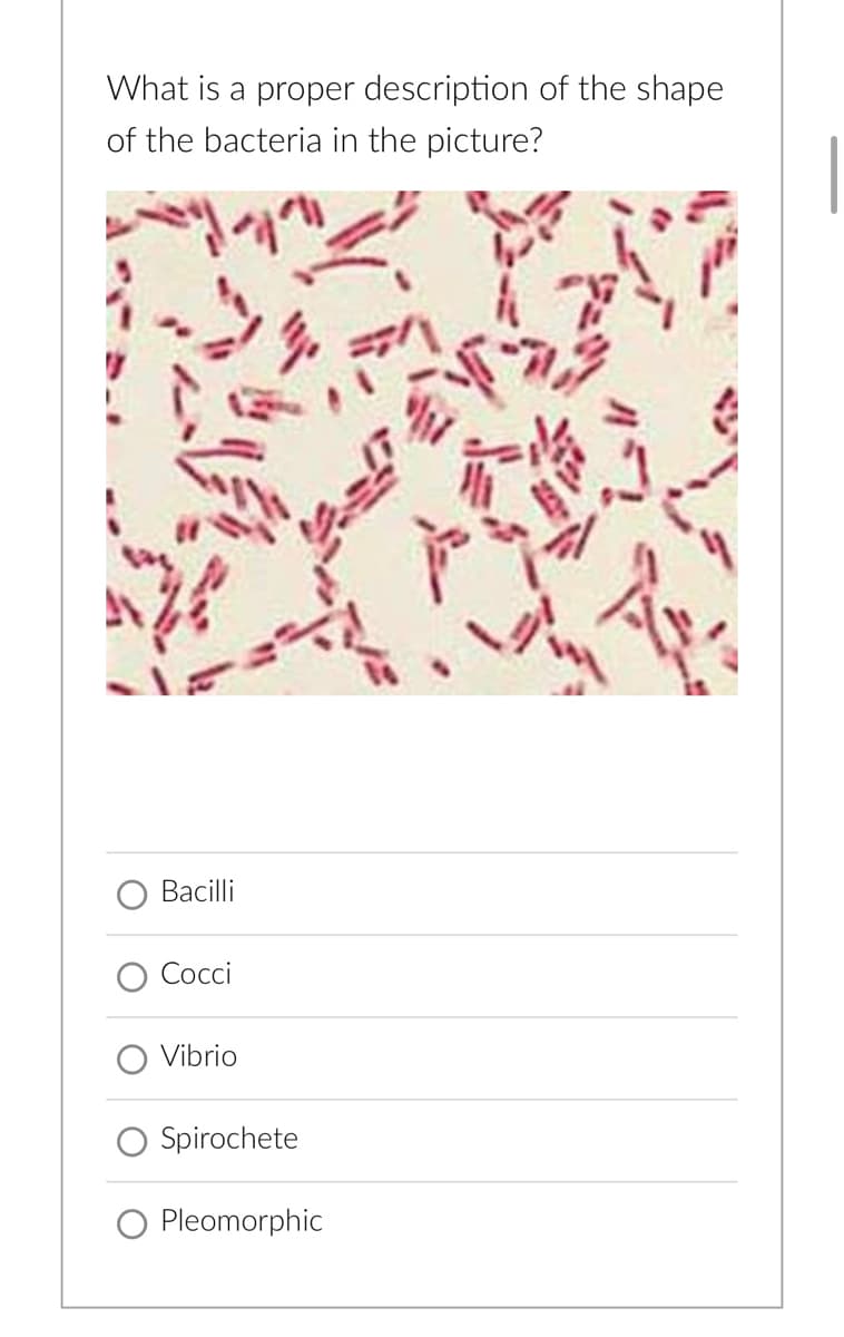 **Understanding Bacterial Shapes**

**Question:**

What is a proper description of the shape of the bacteria in the picture?

**Image Description:**
The image shows a microscopic view of red-stained bacteria. They appear as rod-shaped structures dispersed randomly across the view field. The individual bacteria are elongated and somewhat cylindrical in appearance.

**Answer Choices:**
1. Bacilli
2. Cocci
3. Vibrio
4. Spirochete
5. Pleomorphic

**Explanation:**
In microbiology, bacteria come in various shapes and configurations, which can help in their identification and classification. Here are the definitions of the given shapes:

- **Bacilli:** These bacteria are rod-shaped.
- **Cocci:** These bacteria are spherical in shape.
- **Vibrio:** These bacteria have a curved, comma-like shape.
- **Spirochete:** These bacteria are spiral-shaped.
- **Pleomorphic:** These bacteria can vary in shape and size.

Based on the image provided, the bacteria have a rod-like structure, thus the correct answer is:

- **Bacilli**