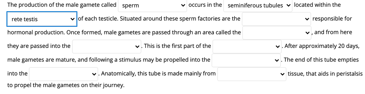 The production of the male gamete called
sperm
v occurs in the seminiferous tubules v located within the
rete testis
v of each testicle. Situated around these sperm factories are the
v responsible for
hormonal production. Once formed, male gametes are passed through an area called the
v, and from here
they are passed into the
v. This is the first part of the
v. After approximately 20 days,
male gametes are mature, and following a stimulus may be propelled into the
v. The end of this tube empties
into the
v. Anatomically, this tube is made mainly from
v tissue, that aids in peristalsis
to propel the male gametes on their journey.
