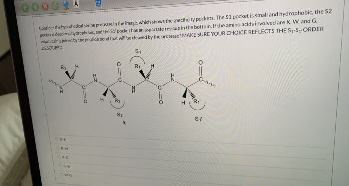 Consider the hypothetical serine protease in the image, which shows the specificity pockets. The S1 pocket is small and hydrophobic, the S2
pocket is deep and hydrophobic, and the S1' pocket has an aspartate residue in the bottom. If the amino acids involved are K, W, and G,
which pair is joined by the peptide bond that will be cleaved by the protease? MAKE SURE YOUR CHOICE REFLECTS THE S1-S ORDER
DESCRIBED.
S1
Rs
R1
Ri
H.
S2
S
OGK
OKAN
OwG
IZ
IZ
