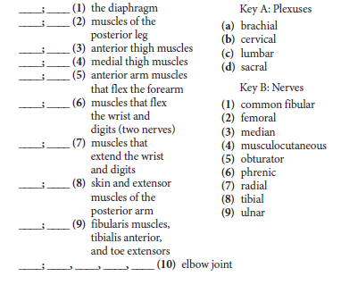 (1) the diaphragm
(2) muscles of the
posterior leg
(3) anterior thigh muscles
(4) medial thigh muscles
(5) anterior arm muscles
that flex the forearm
(6) muscles that flex
the wrist and
Key A: Plexuses
(a) brachial
(b) cervical
(c) lumbar
(d) sacral
Key B: Nerves
(1) common fibular
(2) femoral
(3) median
(4) musculocutaneous
(5) obturator
(6) phrenic
(7) radial
(8) tibial
(9) ulnar
digits (two nerves)
(7) muscles that
extend the wrist
and digits
(8) skin and extensor
muscles of the
posterior arm
(9) fibularis muscles,
tibialis anterior,
and toe extensors
_ (10) elbow joint
11
