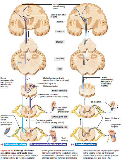 -Primary-
somatisansory
corta
Aons of third-onter
naurons
Thalamus-
Carsbrum
Midbrain
Carsbotum
Pons
- Modial lomniscus (tract)
(aons of sacond order naurons)
- Nucioun gracils
-Latoral
Dorsal
spinocorobellar
tract (ens of
socond-order
nauors)
spinothalamic
tract (aors of
socond-onder
nouors)
- Nucious cunatus
Module obiongan
-Fasciculus cuneatus
(on of Ist-order sarmory nauon
Pain captors
-Joint strutch
Tacaptor
(propriocapior)
Auon of
frstordar
Corvical spiral cont
-Fasciculus gracilis
(on of fitordar sarsory neuor)
Aons of fistorder
naurons
nouron
Muscla spindie
(poprociaptor)
Tamperatura
racaptors
Lumbar spinal cord
Touch
racaptor
(a) Spinoconaballar pathway
Dorsal column-medial lomniscal pathway
(b) Spinothalamie pattway
Figure 12.32 Pathways of solected
ascending spinal cord tracts. Cross
sactions up to the corobrum, which bshown
In frontal soction. ) The spinocarebellar
pathway Oeft tamits propnocaptive
information only to the cerebellum, andso
Esubcorecious. The dorsal column-medal
kormniscal pathway traramits discriminative
touch and corecous propriocapton agnals
to the carobral cortex. (b) the lateral
spinothalamk pathway traremits pain and
temperature. Soe also table 12.2
