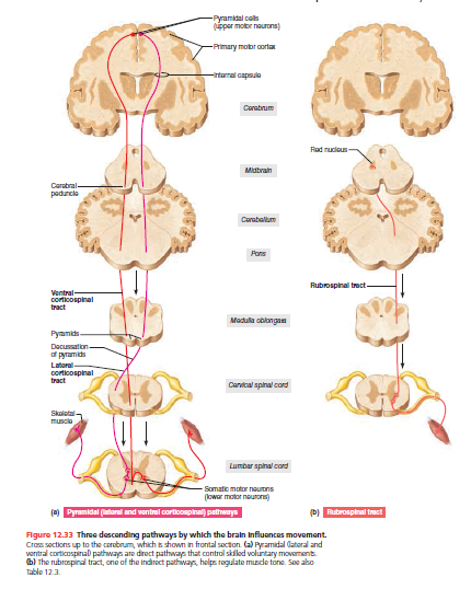 -Pyramidal cols
(pper motor nourons)
-Primary motor oorta
-rtarral capsulo
Corabrum
Fad nucious
Midbran
Carstral
peduncie
Corabalum
Pons
Rubrospinal trect-
Ventral
corticospinal
tract
Madula oblongan
Pyamids-
Docussation-
of pyramids
Latoral-
corticospinal
tract
Canvical spinal cord
Skalotal-
muscla
Lumbar spinal cord
Somatic motor naurons
(lowar motor noutorn)
(0) Pyramidal (atoral and vantral cortioospinal) pathways
(b) Rubrospinal tmct
Figure 12.33 Thre descending pathways by which the brain Influances movement.
Cros sections up to the corebrum, which s shown in frontal secton. (a) Pyramidal Cateral and
vontral corticospinal pathways are drect pathways that control skild voluntary movements.
b) The nubroepinal tract, one of the indirect pathwas, helps rogulate muede tone. Soe abo
Table 123.
