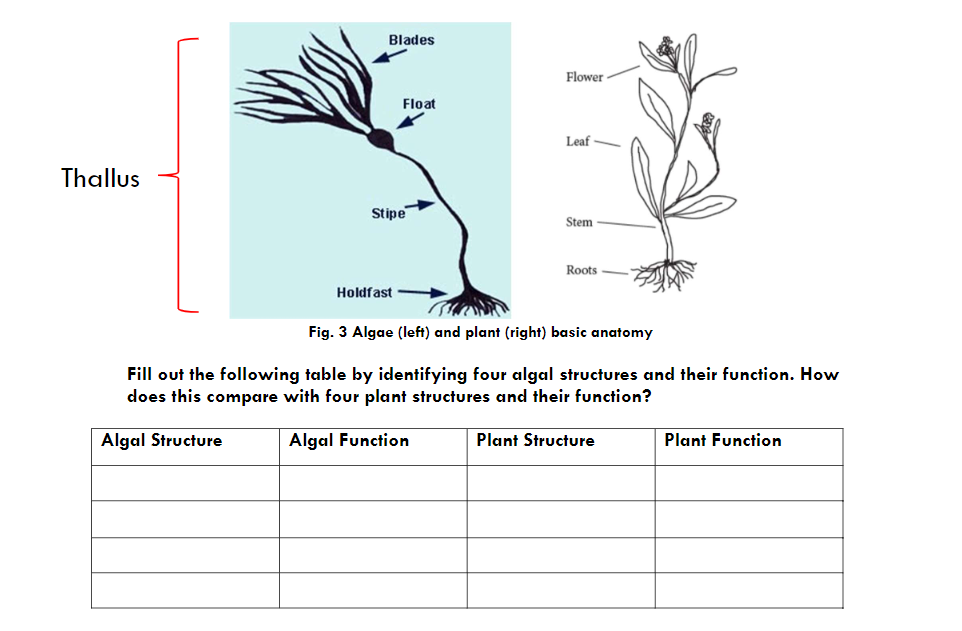 Blades
Flower
Float
Leaf-
Thallus
Stipe
Stem
Roots-
Holdfast
Fig. 3 Algae (left) and plant (right) basic anatomy
Fill out the following table by identifying four algal structures and their function. How
does this compare with four plant structures and their function?
Algal Structure
Algal Function
Plant Structure
Plant Function
