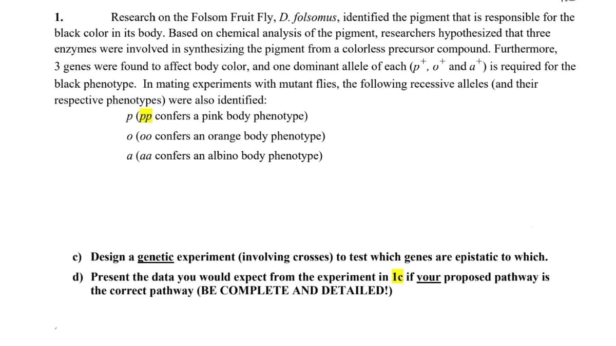 1.
Research on the Folsom Fruit Fly, D. folsomus, identified the pigment that is responsible for the
black color in its body. Based on chemical analysis of the pigment, researchers hypothesized that three
enzymes were involved in synthesizing the pigment from a colorless precursor compound. Furthermore,
3 genes were found to affect body color, and one dominant allele of each (p*, o* and a*) is required for the
black phenotype. In mating experiments with mutant flies, the following recessive alleles (and their
respective phenotypes) were also identified:
p (pp confers a pink body phenotype)
0 (0o confers an orange body phenotype)
a (aa confers an albino body phenotype)
c) Design a genetic experiment (involving crosses) to test which genes are epistatic to which.
d) Present the data you would expect from the experiment in 1c if your proposed pathway is
the correct pathway (BE COMPLETE AND DETAILED!)