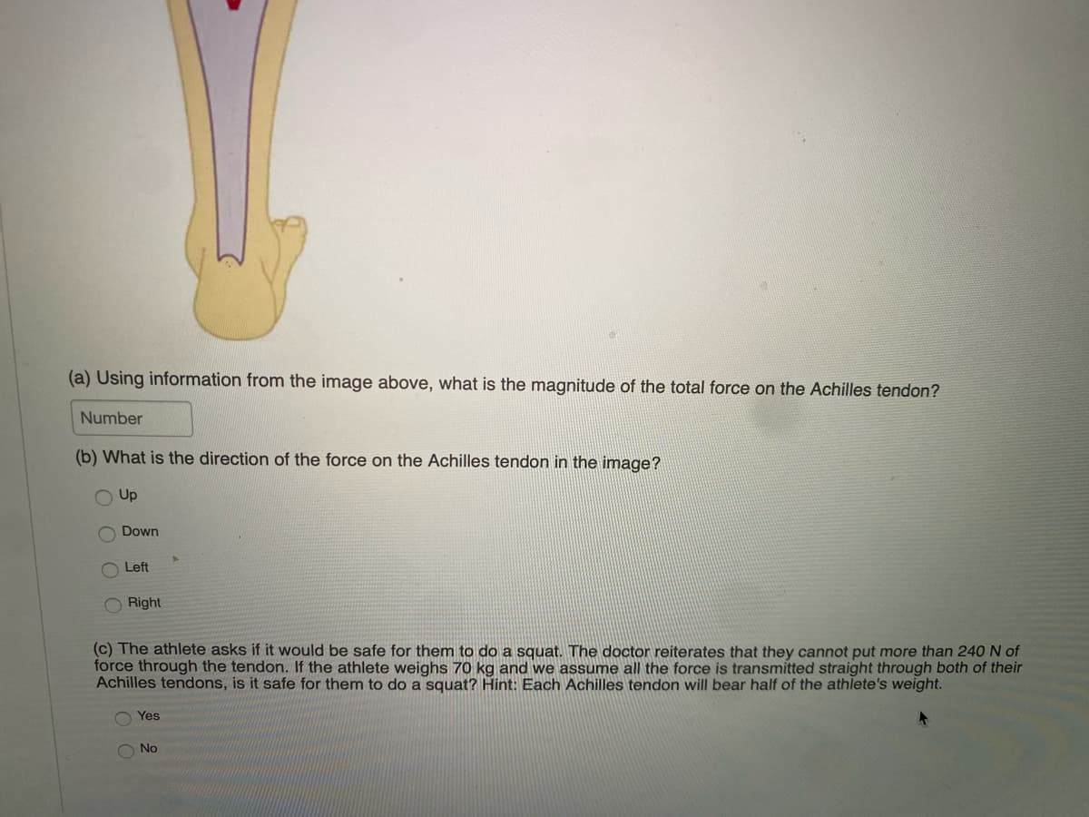 (a) Using information from the image above, what is the magnitude of the total force on the Achilles tendon?
Number
(b) What is the direction of the force on the Achilles tendon in the image?
Up
OO
ос
Down
Left
Right
(c) The athlete asks if it would be safe for them to do a squat. The doctor reiterates that they cannot put more than 240 N of
force through the tendon. If the athlete weighs 70 kg and we assume all the force is transmitted straight through both of their
Achilles tendons, is it safe for them to do a squat? Hint: Each Achilles tendon will bear half of the athlete's weight.
Yes
No