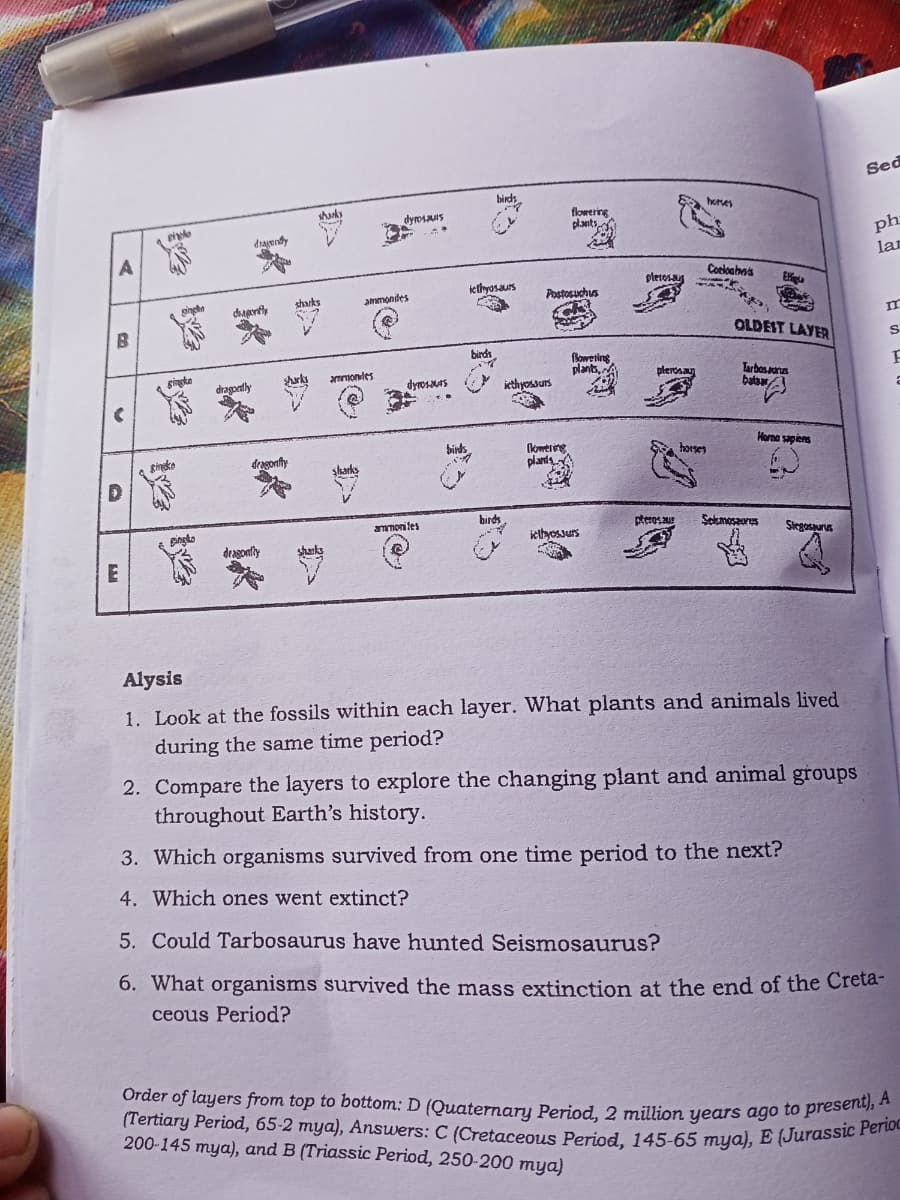 (Tertiary Period, 65-2 mya), Answers: C (Cretaceous Period, 145-65 mya), E (Jurassic Perioc
Order of layers from top to bottom: D (Quaternary Period, 2 million yeas ago to present), A
Sed
birds
E heres
shanky
florering
dyrosuis
drayendy
ph
A
lan
Corloahna
iethyosaurs
pletosau
Eiga
sharks
ammondes
Postosuchus
ginghe
OLDEIT LAYER
birds
floweting
plants,
gingke
Tarbosarus
batsa
rks
anondes
plerosay
dragoetly
dyrosMas
iethyossurs
Hona sapiens
lomerine
plants
birds
horses
dragonfty
skarks
birds
ammoniles
Sekmosaures
iettyessurs
Slegosaurs
dragontfly
shanks
Alysis
1. Look at the fossils within each layer. What plants and animals lived
during the same time period?
2. Compare the layers to explore the changing plant and animal groups
throughout Earth's history.
3. Which organisms survived from one time period to the next?
4. Which ones went extinct?
5. Could Tarbosaurus have hunted Seismosaurus?
6. What organisms survived the mass extinction at the end of the Creta-
ceous Period?
200-145 mya), and B (Triassic Period, 250-200 mya)
