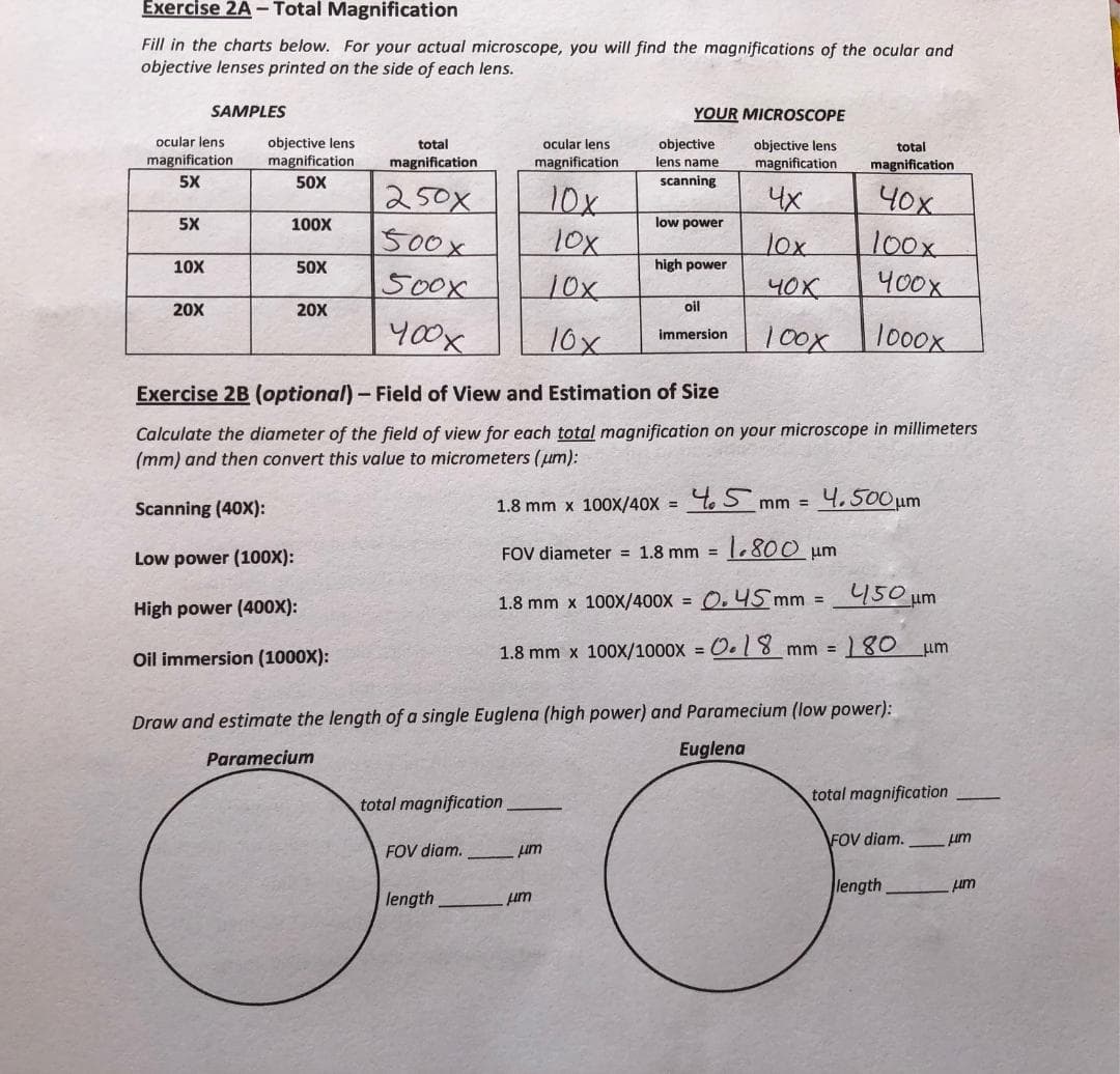 Exercise 2A – Total Magnification
Fill in the charts below. For your actual microscope, you will find the magnifications of the ocular and
objective lenses printed on the side of each lens.
SAMPLES
YOUR MICROSCOPE
ocular lens
objective lens
magnification
total
ocular lens
objective
objective lens
total
magnification
5X
magnification
magnification
lens name
magnification
magnification
50X
scanning
250X
10x
4x
Чох
5X
100X
low power
500x
10x
100x
400x
lox
10X
50X
high power
500x
10x
40X
20X
20X
oil
y00x
10x
100X
1000x
immersion
Exercise 2B (optional) - Field of View and Estimation of Size
Calculate the diameter of the field of view for each total magnification on your microscope in millimeters
(mm) and then convert this value to micrometers (um):
Scanning (40X):
1.8 mm x 100X/40x = t 5mm = 4. 500um
%3D
Low power (100X):
FOV diameter = 1.8 mm =
1.800 um
1.8 mm x 100x/400X = 0. 45 mm =
450 um
High power (400X):
1.8 mm x 100X/1000x = O. 8 mm =
180 um
Oil immersion (1000X):
Draw and estimate the length of a single Euglena (high power) and Paramecium (low power):
Paramecium
Euglena
total magnification
total magnification
FOV diam.
um
FOV diam.
Lim
length
um
length
um
