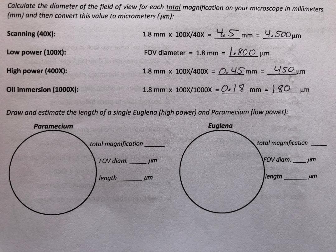 Calculate the diameter of the field of view for each total magnification on your microscope in millimeters
(mm) and then convert this value to micrometers (um):
Scanning (40X):
1.8 mm x 100X/40x = t 5 mm = 4.500um
Low power (100X):
FOV diameter 1.8 mm =
1.800 um
High power (400X):
1.8 mm x 100X/400X =
O,45 mm =450 um
Oil immersion (1000X):
1.8 mm x 100x/1000X = O. 18 mm =
180 um
%3D
Draw and estimate the length of a single Euglena (high power) and Paramecium (low power):
Paramecium
Euglena
magnification
total magnification
FOV diam.
um
FOV diam.
um
length
um
length
um
