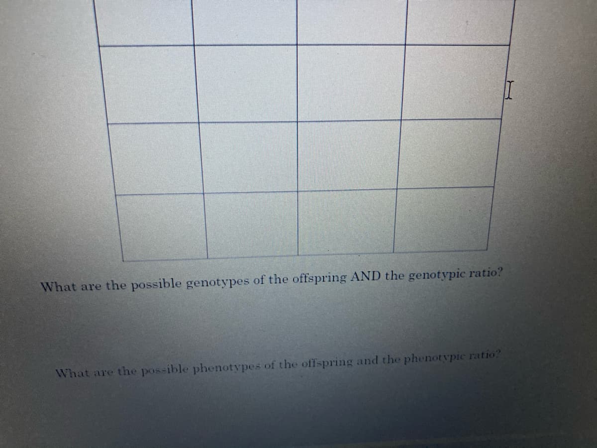 What are the possible genotypes of the offspring AND the genotypic ratio?
What are the possible phenotypes of the offspring and the phenotypic ratio?
