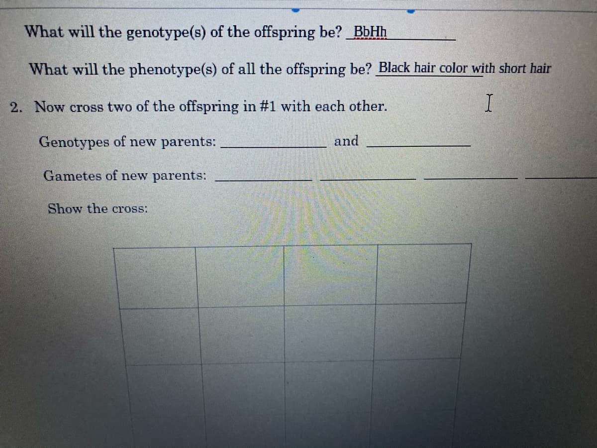 What will the genotype(s) of the offspring be? BbHh
What will the phenotype(s) of all the offspring be? Black hair color with short hair
2. Now cross two of the offspring in #1 with each other.
Genotypes of new parents:
and
Gametes of new parents:
Show the cross:
