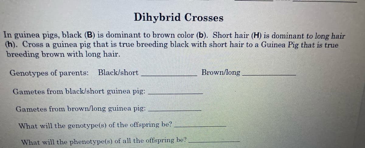 Dihybrid Crosses
In guinea pigs, black (B) is dominant to brown color (b). Short hair (H) is dominant to long hair
(h). Cross a guinea pig that is true breeding black with short hair to a Guinea Pig that is true
breeding brown with long hair.
Genotypes of parents: Black/short
Brown/long
Gametes from black/short guinea pig:
Gametes from brown/long guinea pig:
What will the genotype(s) of the offspring be?
What will the phenotype(s) of all the offspring be?
