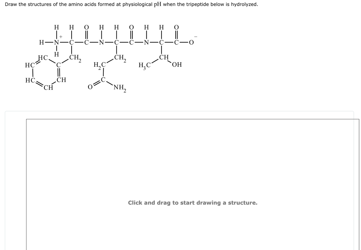 Draw the structures of the amino acids formed at physiological pH when the tripeptide below is hydrolyzed.
H
H
O
H
H
O
H
H
O
| +
||
H
-N
N
H
HC.
CH2
CH2
HC
H₂C
H₂C
OH
HC
CH
CH
NH₂
Click and drag to start drawing a structure.