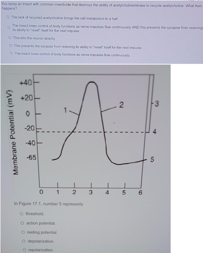 You spray an insect with common insecticide that destroys the ability of acetylcholinesterase to recycle acetylcholine. What then
happens?
O The lack of recycled acetylcholine brings the cell metabolism to a halt.
The insect loses control of body functions as nerve impulses flow continuously AND this prevents the synapse from restoring
its ability to "reset" itself for the next impulse.
O This kills the neuron directly.
O This prevents the synapse from restoring its ability to "reset" itself for the next impulse.
O The insect loses control of body functions as nerve impulses flow continuously.
+40
+20
-3
1-
-20
-40E
-65
1
4
5 6
In Figure 17.1, number 5 represents
O threshold.
O action potential.
resting potential.
O depolarization.
O repolarization.
4.
2.
Membrane Potential (mV)
