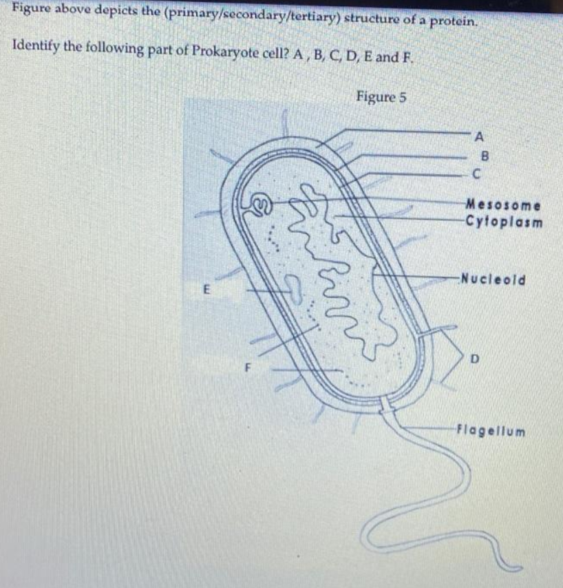 Figure above depicts the (primary/secondary/tertiary) structure of a protein.
Identify the following part of Prokaryote cell? A, B, C, D, E and F.
Figure 5
A
Mesosome
Cytoplasm
Nucleold
F.
Flagellum
EI
