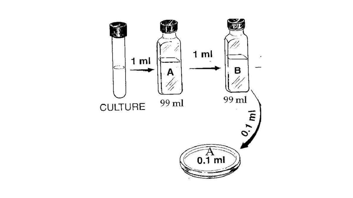 1 ml
1 ml
A
B
99 ml
99 ml
CULTURE
0.1 ml
