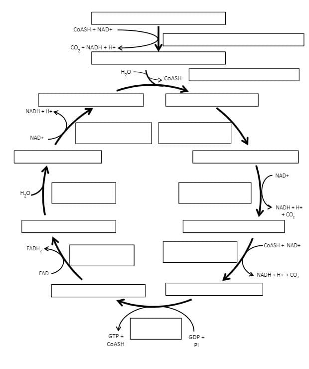 NADH + H+
NAD+
H₂O
FADH₂
COASH + NAD+
X
FAD
CO₂ + NADH + H+
H₂O
GTP +
COASH
COASH
GDP +
Pi
NAD+
NADH + H+
+ CO₂
•COASH + NAD+
NADH + H+ + CO₂