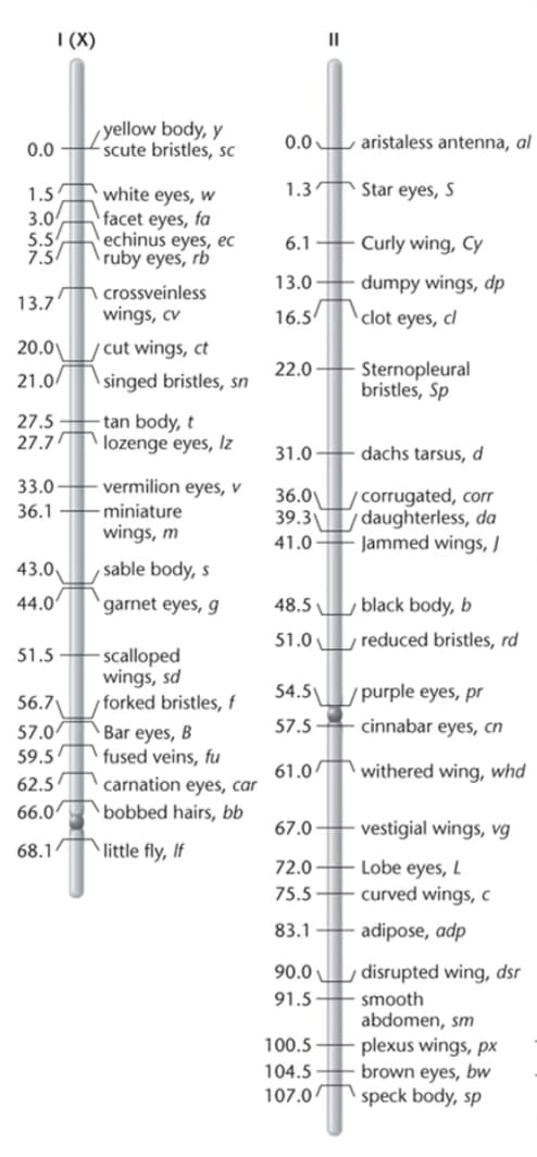 I (X)
0.0-
1.5
3.04
5.54
7.54
13.7'
20.0
21.0/
27.5
27.7
33.0
36.1
43.0
44.0
51.5
56.7
57.0
59.5
62.54
66.0
68.14
yellow body, y
scute bristles, SC
white eyes, w
facet eyes, fa
echinus eyes, ec
ruby eyes, rb
crossveinless
wings, cv
/cut wings, ct
singed bristles, sn
tan body, t
lozenge eyes, Iz
vermilion eyes, v
-miniature
wings, m
sable body, s
garnet eyes, g
-scalloped
wings, sd
forked bristles, f
Bar eyes, B
fused veins, fu
carnation eyes, car
bobbed hairs, bb
little fly, If
0.0
1.3
6.1
13.0
16.5
22.0-
31.0-
36.0\
39.3
41.0-
48.5
51.0
57.5
61.0
67.0
72.0
75.5
83.1
90.0
91.5-
II
100.5-
104.5
107.0
54.5/purple eyes, pr
cinnabar eyes, cn
withered wing, whd
aristaless antenna, al
Star eyes, S
Curly wing, Cy
dumpy wings, dp
clot eyes, cl
TE
Sternopleural
bristles, Sp
dachs tarsus, d
corrugated, corr
daughterless, da
Jammed wings, J
black body, b
reduced bristles, rd
vestigial wings, vg
Lobe eyes, L
curved wings, c
adipose, adp
disrupted wing, dsr
smooth
abdomen, sm
plexus wings, px
brown eyes, bw
speck body, sp