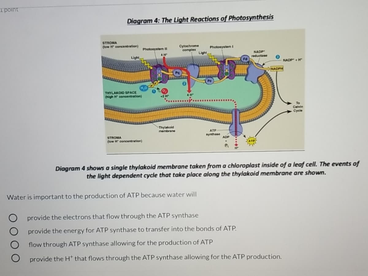 Tpoint
Diagram 4: The Light Reactions of Photosynthesis
STROMA
(low H concentration)
Photosystem II
Cytochrome
complex
Photosystem I
Light
NADP
reductase
4 H
Light
NADP + H
NADPH
THYLAKOID SPACE
(high H concentration)
To
Calvin
Cycle
Thylakoid
membrane
ATP
synthase
STROMA
ADP
(low H concentration)
ATP
Diagram 4 shows a single thylakoid membrane taken from a chloroplast inside of a leaf cell. The events of
the light dependent cycle that take place along the thylakoid membrane are shown.
Water is important to the production of ATP because water will
provide the electrons that flow through the ATP synthase
O provide the energy for ATP synthase to transfer into the bonds of ATP.
flow through ATP synthase allowing for the production of ATP
provide the H* that flows through the ATP synthase allowing for the ATP production.
