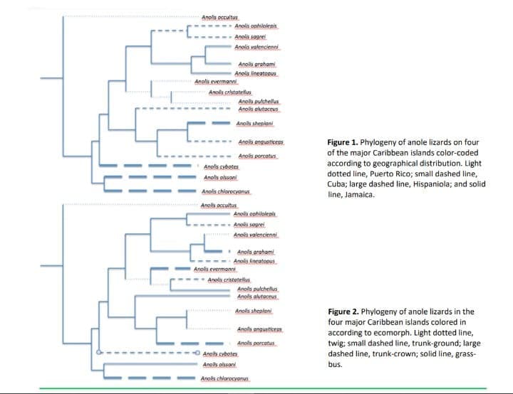 Anols occultus
Anolis oohilolenis
Anolis sagrel
Anolis valencienni
Anolis grahami
Anola ineatoeus
Anolis evermanel.
Anolis crhstatelus
Anolis pulchellus
Anolis alutaceus
Anols sheplani
Anolis angusticeps
Figure 1. Phylogeny of anole lizards on four
of the major Caribbean islands color-coded
according to geographical distribution. Light
dotted line, Puerto Rico; small dashed line,
Cuba; large dashed line, Hispaniola; and solid
line, Jamaica.
Anolis porcatus
Anolis cybotes
Anols olssont
Anolis chiorocyanus
Anols occultus
Anois ophilalepis
Anolis sagrel
Anois valencienni.
Anolis arahami
Anolis lineatopus
Anois evermanni
Anolis cristetellus
Anolis pulchellus
Anolis alutecevs
Anofis sheplani.
Figure 2. Phylogeny of anole lizards in the
four major Caribbean islands colored in
according to ecomorph. Light dotted line,
twig; small dashed line, trunk-ground; large
dashed line, trunk-crown; solid line, grass-
Anols engusticeen
Anolis porcatus.
Anolls cybotes
Anoils olssani
bus.
Anolis chlarocyanus
