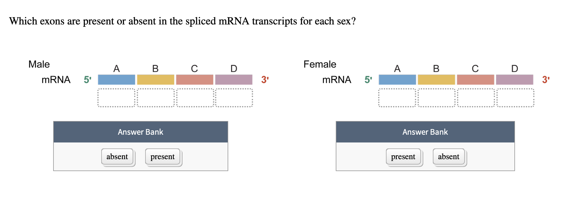 Which exons are present or absent in the spliced mRNA transcripts for each sex?
Male
Female
A
C D
A B
5'
В
D
MRNA 5'
3'
mRNA
3'
Answer Bank
Answer Bank
absent
present
present
absent
