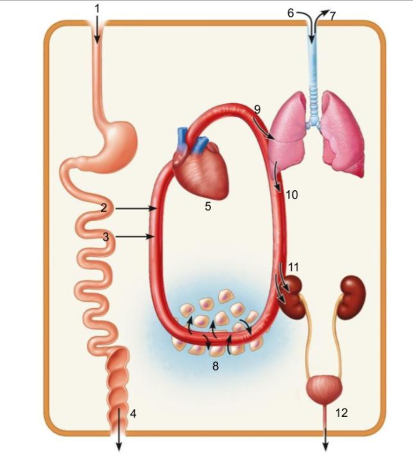 ### Blood Circulation and Organ System Interaction

This diagram illustrates the integrated process of blood circulation and the interaction of various organs in the human body. Here’s a detailed breakdown of each component and its role in this system:

1. **Mouth and Esophagus** – The entry point for food which then travels down the esophagus to the stomach. 
2. **Stomach** – Where the ingested food is mixed with stomach acids and broken down into a semi-liquid form called chyme.
3. **Small Intestine** – Nutrients from the broken-down food are absorbed into the bloodstream here.
4. **Large Intestine** – Absorbs water and salts from the material that has not been digested as food, and compacts waste material for elimination.
5. **Heart** – The central organ that pumps blood throughout the body through the circulatory system.
6. & 7. **Lungs** – Organs for respiration, enabling the exchange of oxygen and carbon dioxide between the blood and the air.
8. **Nutrients and Oxygen Distribution** – Blood rich in oxygen and nutrients is transported from the small intestine to various parts of the body.
9. **Oxygenated Blood Flow** – Blood flow from the heart to various organs, supplying them with necessary oxygen for functioning.
10. **Deoxygenated Blood Flow** – Blood returning from the organs to the lungs to get re-oxygenated.
11. **Kidneys** – Filter blood to remove waste, which is then excreted as urine.
12. **Excretion (Bladder)** – The organ where urine is stored before it is eventually excreted from the body.

### Diagram Breakdown:
- **Arrows and Pathway Explanation**: 
  - **Black Arrows**: Indicate the path where food initially travels and where it gets absorbed mainly in the small intestine (1 to 4).
  - **Red Arrows**: Indicate blood flow, starting from the heart to the objective organs (5 onwards).
  - **Blue Background Region (near 8)**: Represents the area where nutrients and oxygen are picked up through blood vessels around the intestines.
  
### Integration of Systems:
- **Digestive System**: Beginning from the mouth to the large intestine, it digests food and absorbs nutrients.
- **Circulatory System**: The heart pumps blood to distribute nutrients and oxygen and to collect waste products for excretion.
- **