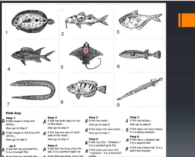 ## Fish Identification Guide

### Illustrative Figures of Various Fish

This guide contains illustrations of different types of fish. Each fish is numbered for easy reference. Below each illustration is a series of steps to help identify the fish.

1. Fish with a round flattened body and small fins.
2. Fish with two dorsal fins, one of which is long and extends along the back.
3. Fish with a single dorsal fin and a rounded body.
4. Fish with a triangular shape and large pectoral fins.
5. Fish with a diamond-shaped body and long tail.
6. Fish with a long body and small fins.
7. Fish shaped like an eel, slender and elongated.
8. Fish with a round, deep body and small fins.
9. Fish with a long, slender body and long snout.

### Fish Key
Follow the guide below to identify the fish based on their physical features.

#### Step 1:
- **A**: If fish shape is long and skinny, then go to Step 2.
- **B**: If fish shape is not long and skinny, then go to Step 3.

#### Step 2:
- **A**: If the fish has pointed fins, it is a trumpet fish.
- **B**: If the fish has smooth fins, it is a raft fish.

#### Step 3:
- **A**: If fish has both eyes on top of the head, then go to Step 4.
- **B**: If fish has one eye on each side of the head, then go to Step 5.

#### Step 4:
- **A**: If the fish has long whip-like tail, it is a spotted eagle ray.
- **B**: If the fish doesn't have long whip-like tail, it is a short-tailed rudge.

#### Step 5:
- **A**: If fish has spots, then go to Step 6.
- **B**: If fish does not have spots, then go to Step 7.

#### Step 6:
- **A**: If fish has chin "whiskers," it is a spotted goat fish.
- **B**: If fish does not have chin "whiskers," it is a band-tail puffer.

#### Step 7:
- **A**: If fish has stripes, then go to Step 8.
- **B**: If fish does not have stripes, it is a