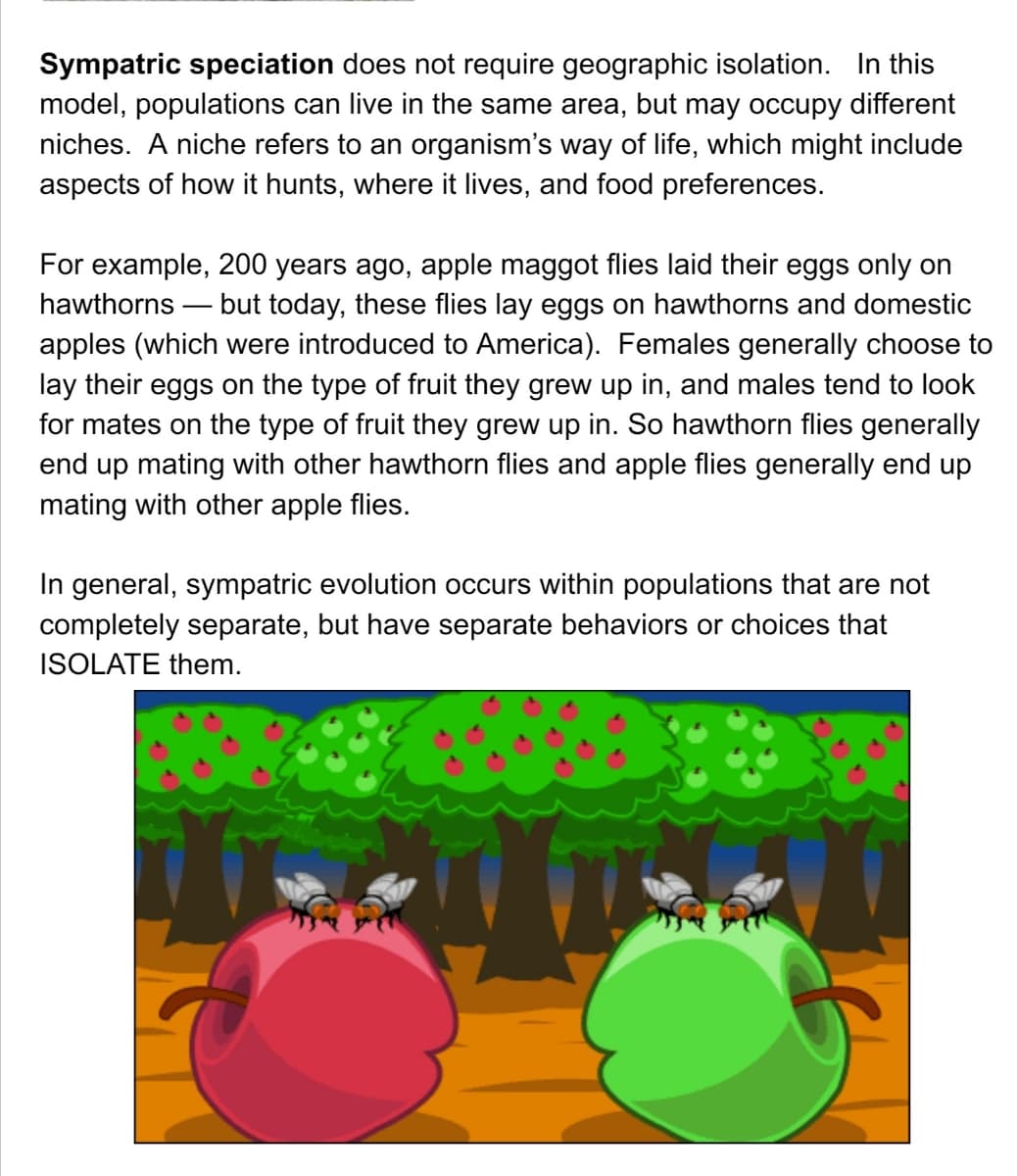 Sympatric speciation does not require geographic isolation. In this
model, populations can live in the same area, but may occupy different
niches. A niche refers to an organism's way of life, which might include
aspects of how it hunts, where it lives, and food preferences.
For example, 200 years ago, apple maggot flies laid their eggs only on
hawthorns – but today, these flies lay eggs on hawthorns and domestic
apples (which were introduced to America). Females generally choose to
lay their eggs on the type of fruit they grew up in, and males tend to look
for mates on the type of fruit they grew up in. So hawthorn flies generally
end up mating with other hawthorn flies and apple flies generally end up
mating with other apple flies.
In general, sympatric evolution occurs within populations that are not
completely separate, but have separate behaviors or choices that
ISOLATE them.
