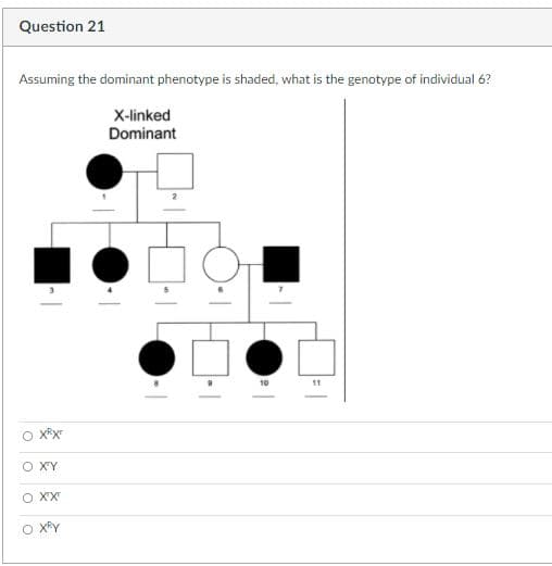 Question 21
Assuming the dominant phenotype is shaded, what is the genotype of individual 6?
X-linked
Dominant
10
11
O XY
O X
O XY
