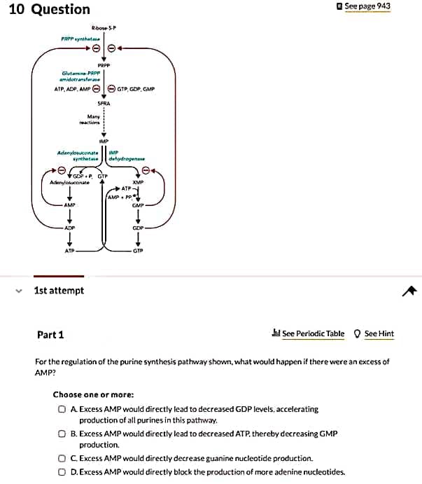 10 Question
e See page 943
RboseSP
PRPP synthatase
PRPP
Glutam PRPP
amidotranstese
ATP, ADP, AMP O O GTP, GDP. GMP
SPRA
Many
eactions
MP
Adanzlosuknata
*ynthetae
MP
dehydregenene
GDP P, GTP
Adenylatuccnate
XMP
ATP
AMP PP
AMP
GMP
ADP
GDP
ATP
GTP
1st attempt
Part 1
See Periodic Table O See Hint
For the regulation of the purine synthesis pathway shown, what would happen if there were an excess of
AMP?
Choose one or more:
O A Excess AMP would directly lead to decreased GDP levels, accelerating
production of all purines in this pathway.
O B. Excess AMP would directly lead to decreased ATP, thereby decreasing GMP
production.
O C. Excess AMP would directly decrease guanine nucieotide production.
O D. Excess AMP would directly block the production of more adenine nucleotides.
