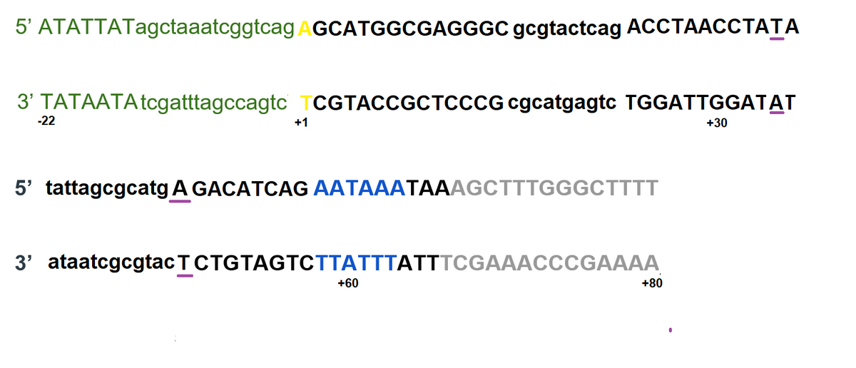 5' ATATTATagctaaatcggtcag AGCATGGCGAGGGC gcgtactcag ACCTAACCTATA
3' TATAATA tcgatttagccagtc TCGTACCGCTCCCG cgcatgagtc TGGATTGGATAT
-22
+1
+30
5' tattagcgcatg A GACATCAG AATAAATAAAGCTTTGGGCTTTT
3' ataatcgcgtacTCTGTAGTCTTATTTATTTCGAAACCCGAAAA
+60
+80
