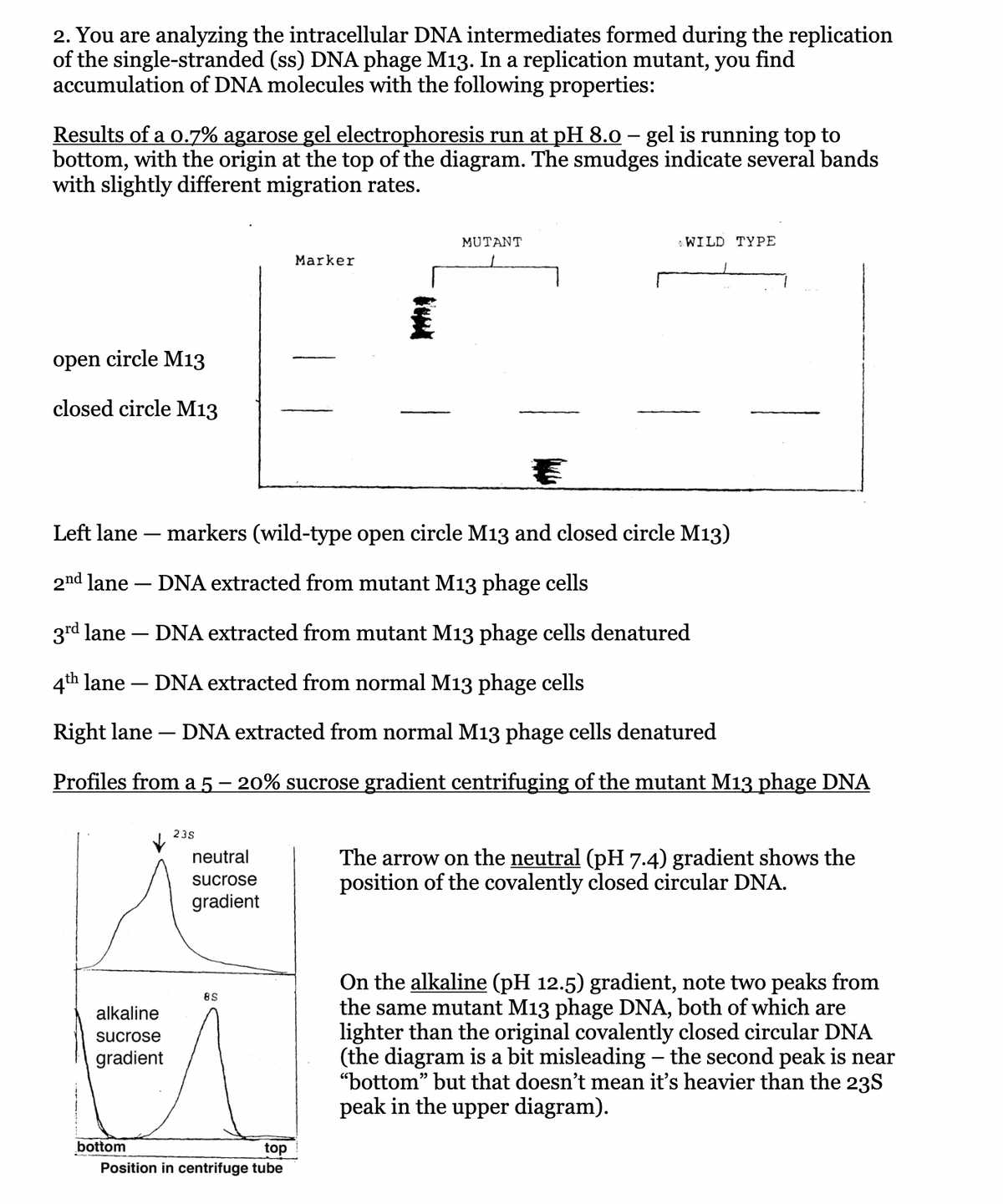 2. You are analyzing the intracellular DNA intermediates formed during the replication
of the single-stranded (ss) DNA phage M13. In a replication mutant, you find
accumulation of DNA molecules with the following properties:
-
Results of a 0.7% agarose gel electrophoresis run at pH 8.0 – gel is running top to
bottom, with the origin at the top of the diagram. The smudges indicate several bands
with slightly different migration rates.
open circle M13
closed circle M13
alkaline
sucrose
gradient
bottom
Left lane markers (wild-type open circle M13 and closed circle M13)
2nd lane - DNA extracted from mutant M13 phage cells
3rd lane DNA extracted from mutant M13 phage cells denatured
4th lane - DNA extracted from normal M13 phage cells
Right lane - DNA extracted from normal M13 phage cells denatured
Profiles from a 5 – 20% sucrose gradient centrifuging of the mutant M13 phage DNA
23S
neutral
sucrose
gradient
8S
Marker
top
Position in centrifuge tube
MUTANT
WILD TYPE
The arrow on the neutral (pH 7.4) gradient shows the
position of the covalently closed circular DNA.
On the alkaline (pH 12.5) gradient, note two peaks from
the same mutant M13 phage DNA, both of which are
lighter than the original covalently closed circular DNA
(the diagram is a bit misleading - the second peak is near
"bottom" but that doesn't mean it's heavier than the 23S
peak in the upper diagram).