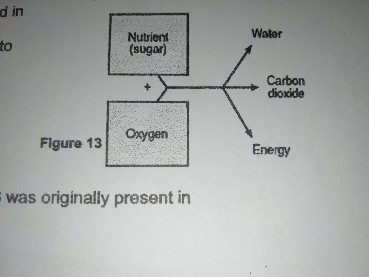 d in
Water
Nutrient
(sugar)
to
Carbon
dioxide
Oxygen
Figure 13
Energy
S was originally present in
