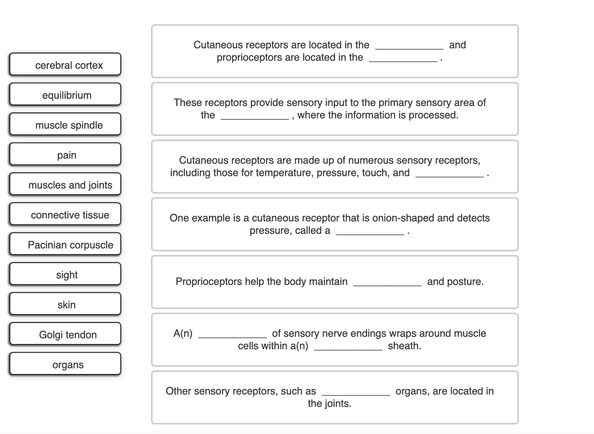 Cutaneous receptors are located in the
proprioceptors are located in the
and
cerebral cortex
equilibrium
These receptors provide sensory input to the primary sensory area of
where the information is processed.
the
muscle spindle
pain
Cutaneous receptors are made up of numerous sensory receptors,
including those for temperature, pressure, touch, and
muscles and joints
connective tissue
One example is a cutaneous receptor that is onion-shaped and detects
pressure, called a
Pacinian corpuscle
sight
Proprioceptors help the body maintain
and posture.
skin
of sensory nerve endings wraps around muscle
sheath.
Golgi tendon
A(n)
cells within a(n)
organs
Other sensory receptors, such as
organs, are located in
the joints.
