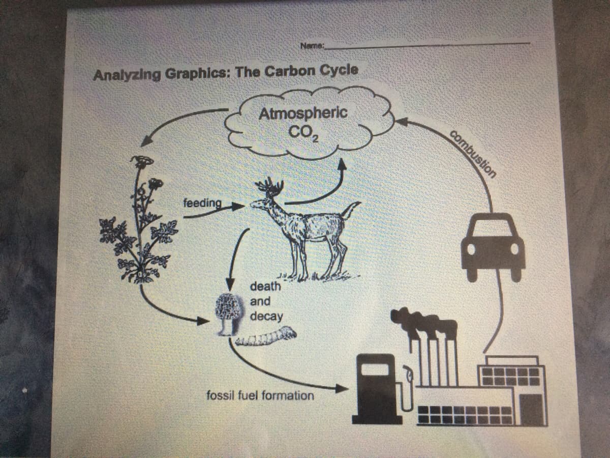 Name:
Analyzing Graphics: The Carbon Cycle
Atmospheric
co,
combustion
feeding
death
and
decay
fossil fuel formation
