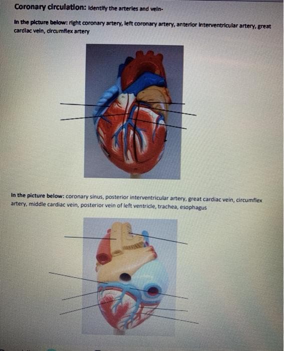 Coronary crculation: Identify the arterles and veln-
In the picture below: right coronary artery, left coronary artery, anterlor Interventricular artery, great
cardlac veln, drcumflex artery
In the picture below: coronary sinus, posterior interventricular artery, great cardiac vein, circumflex
artery, middle cardiac vein, posterior vein of left ventricle, trachea, esophagus
