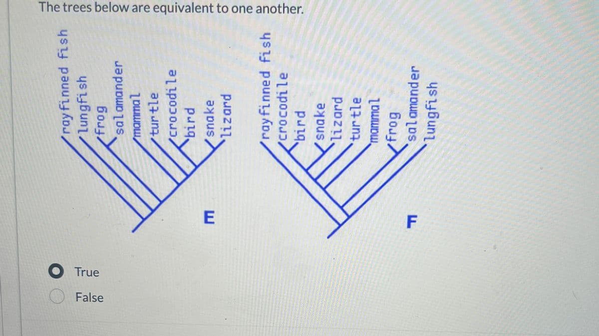 True
False
The trees below are equivalent to one another.
ray finned Fish
Lungfish
frog
salamander
mammal
turtle
crocodile
bird
snake
lizard
ray finned fish
crocodile
bird
E
snake
lizard
turtle
mammal
F
frog
salamander
lungfish