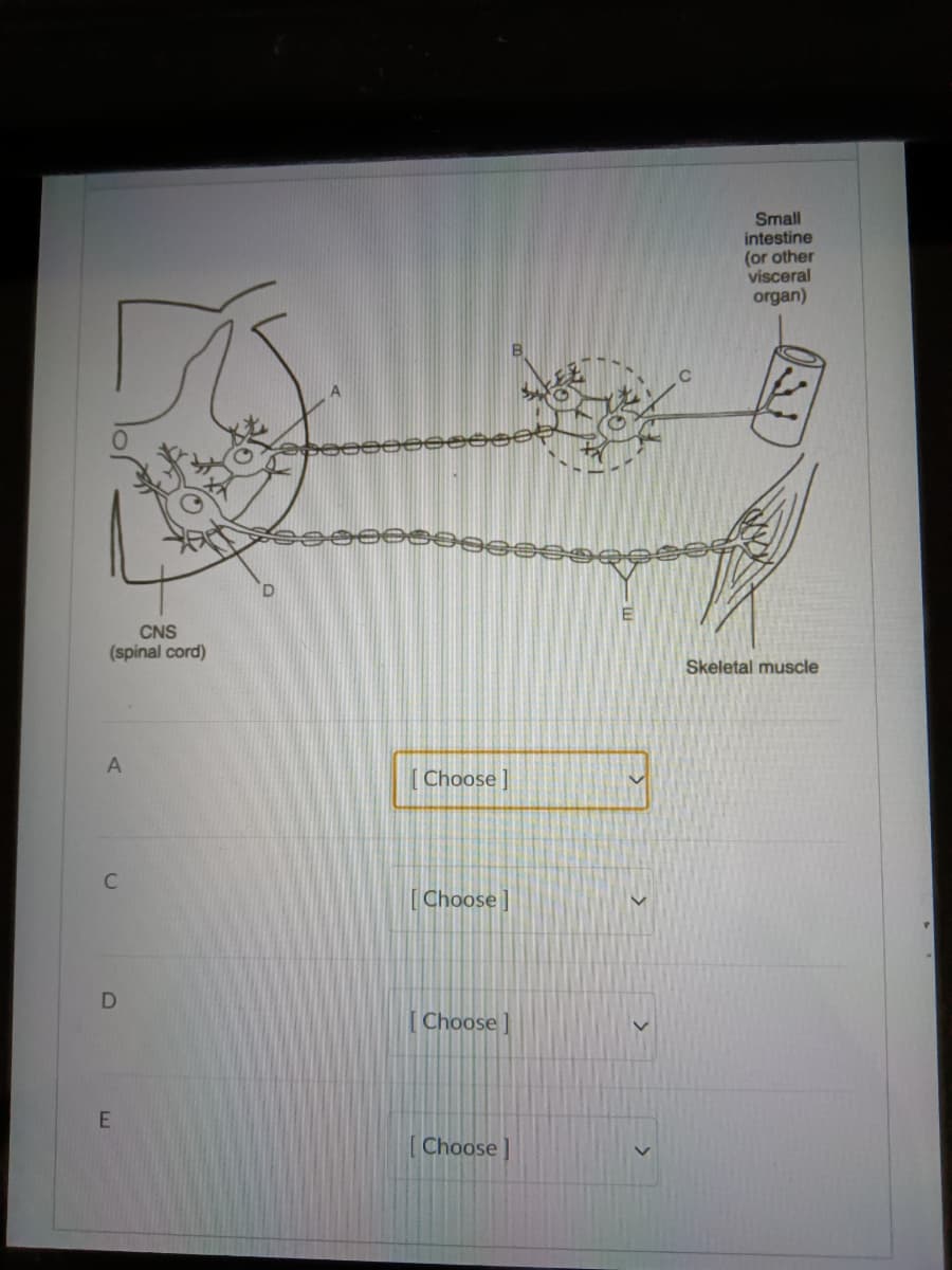 ### Neural Pathway Diagram

#### Description:
This diagram depicts a neural pathway involving the Central Nervous System (CNS) and its connection to skeletal muscles and visceral organs such as the small intestine. The pathway shows the interactions between neurons and is labeled with points A, B, C, D, and E.

#### Label Explanations:

1. **A**: Located within the CNS (spinal cord), this label marks one of the neurons.
2. **B**: Denotes a neuron in a ganglion located outside of the CNS.
3. **C**: Indicates another neuron possibly associated with visceral organs (e.g., small intestine).
4. **D**: Points to a different neuron located within the spinal cord in the CNS.
5. **E**: Represents the neurons interfacing with skeletal muscle.

#### Diagram Breakdown:
- The diagram starts from the CNS (spinal cord) and shows a sequence of neurons extending outwards.
- The neural connections proceed through a series of synapses:
  - From the CNS to neuron A
  - From neuron A to neuron B at the ganglion
  - Extending to neuron C which interfaces with either the small intestine or another visceral organ
  - Another pathway from the CNS, through neuron D directly to the skeletal muscle at point E

#### Interactive Dropdowns:
Below the diagram are interactive dropdown menus labeled A, C, D, and E where users should select the correct identifications for these points based on the diagram:
- **A**: `Choose`
- **C**: `Choose`
- **D**: `Choose`
- **E**: `Choose`

This diagram serves an educational purpose to understand the functional anatomy of neural pathways, specifically the routes taken by neurons to connect the CNS with skeletal muscles and visceral organs.