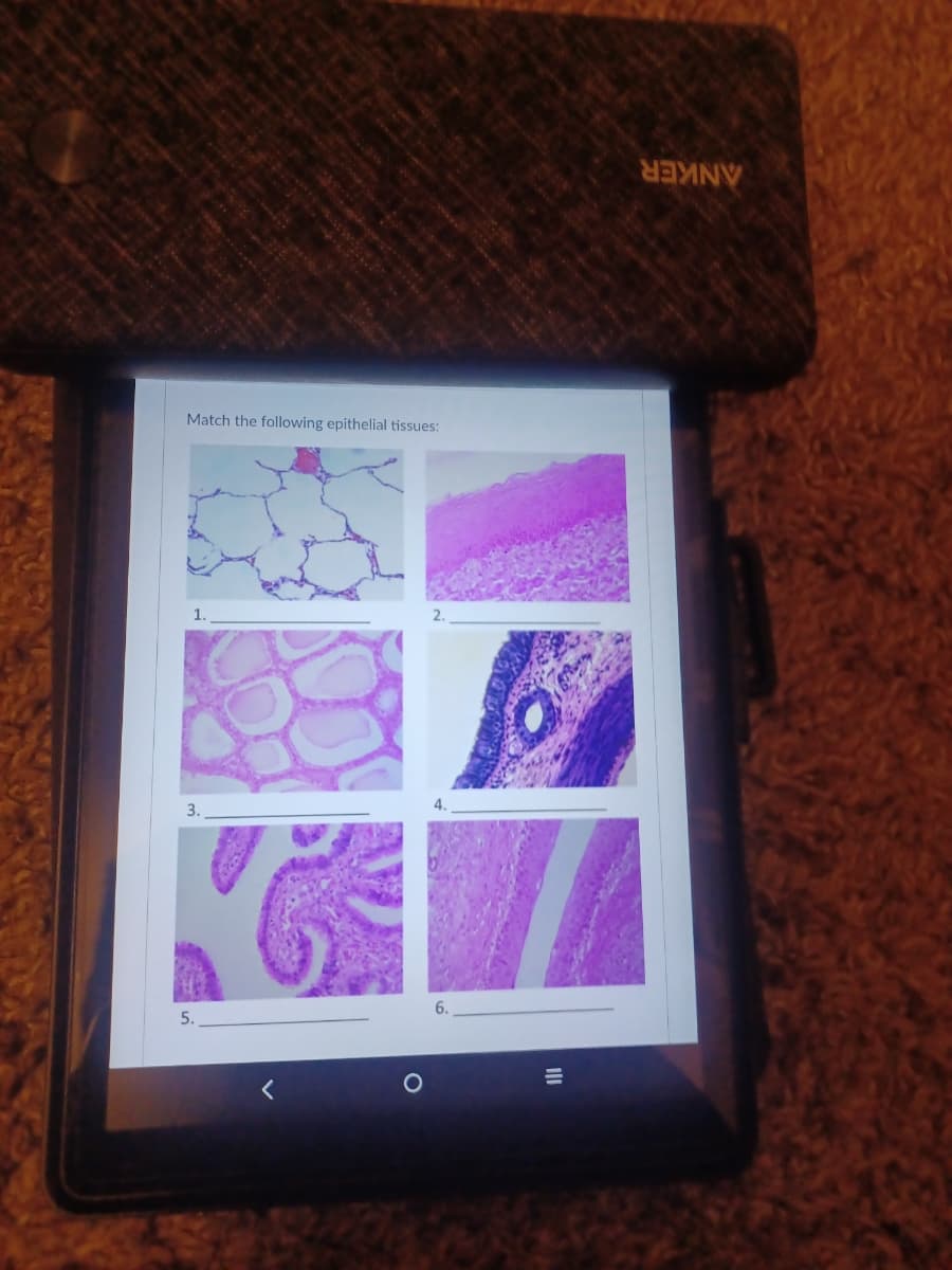 Match the following epithelial tissues:
1.
3.
APRESEN
<
2.
PA