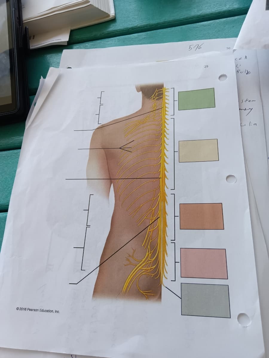 ### Understanding the Nervous System: Spinal Nerve Distribution

The image provided is an anatomical illustration showing the distribution of spinal nerves along the human body. This diagram is essential for understanding how nerves are organized and connected to different parts of the spinal cord.

**Diagram Explanation:**

1. **Spinal Nerves:** 
   - The diagram predominantly displays the spinal cord running vertically along the center, denoted in yellow. Extending from this central column are multiple spinal nerves branching out horizontally. Each of these nerves is labeled to indicate its position relative to the vertebrae.
   
2. **Regions of the Spine:**
   - The human spine is divided into several regions, each associated with different groups of spinal nerves:
     - **Cervical Region:** This upper section includes nerves that emerge from the neck area.
     - **Thoracic Region:** The mid-section, with nerves branching out across the ribs and chest.
     - **Lumbar Region:** The lower section, where nerves extend to the lower back and parts of the legs.

3. **Color Coding:**
   - The diagram includes a color-coded legend on the right side, but the colors are not labeled with specific terms within the provided image. Typically, such legends help indicate the regions or types of nerves, such as motor or sensory, or the areas they innervate.

4. **Annotations:**
   - There are arrows and labels pointing to specific nerves and regions, which would typically correspond to detailed explanations in the accompanying textual content.

5. **Additional Observations:**
   - There are notes and diagrams depicted in the surrounding area, intended for detailed educational elaboration.
   - © 2016 Pearson Education, Inc. is noted at the bottom, indicating the source and copyright of the illustration.

### Importance of Spinal Nerves

Spinal nerves play a crucial role in the body's nervous system. They transmit sensory information from the body to the brain and carry motor commands from the brain to muscles and organs. Proper understanding of their layout helps medical professionals diagnose and treat various neurological and systemic conditions.

For further learning, look at labeled charts and interactive models that provide more detailed explorations into how each nerve functions and its implications for bodily health.
