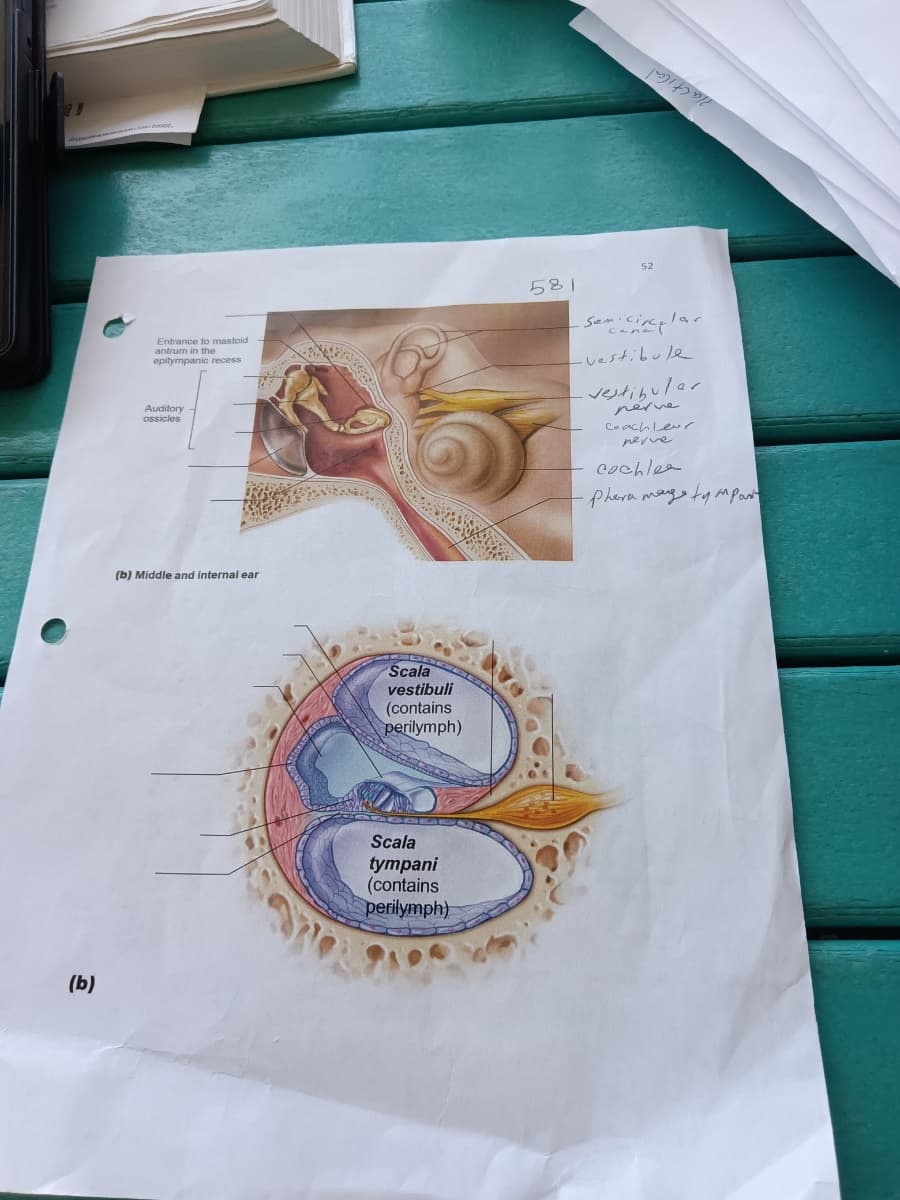 ### Anatomy of the Middle and Internal Ear

#### Diagram Explanation

**Image Overview**: The image shows detailed diagrams labeled to explain the anatomy of the middle and internal ear. 

#### Diagram (a): Middle and Internal Ear
- **Entrances to mastoid antrum in the epitympanic recess**: This part of the ear connects to the air cells of the mastoid process.
- **Auditory ossicles**: These small bones (malleus, incus, and stapes) transmit sound vibrations from the eardrum to the inner ear.
- **Semicircular canals**: These are three looped structures oriented in different planes, helping with balance and spatial orientation.
- **Vestibule**: A chamber between the cochlea and the semicircular canals, important for balance.
- **Vestibular nerve**: This nerve transmits balance-related information from the vestibule and semicircular canals to the brain.
- **Cochlear nerve**: Responsible for transmitting auditory information from the cochlea to the brain.
- **Cochlea**: A spiral-shaped, fluid-filled structure that converts sound waves into electrical signals.
- **Pharyngotympanic (auditory) tube**: Connects the middle ear to the pharynx to equalize pressure.

#### Diagram (b): Cross-section of the Cochlea
- **Scala vestibuli**: Contains perilymph fluid and is part of the cochlea. It starts near the oval window where the stapes taps to create fluid waves.
- **Scala tympani**: Also contains perilymph fluid. It is situated below the cochlear duct and helps dissipate the sound waves after they have traveled through the cochlea.
  
These structures work together to perform the crucial functions of hearing and maintaining balance. The auditory system converts sound waves into neural signals that our brain interprets as sound, while the vestibular system sends information about motion and spatial orientation.

### Conclusion
Understanding the anatomy of the middle and internal ear is essential for learning about how we hear and maintain balance. This knowledge is fundamental in fields ranging from audiology to neurology.