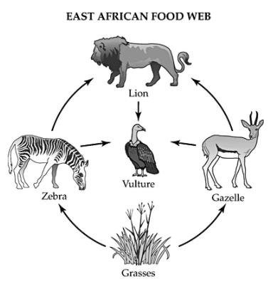 EAST AFRICAN FOOD WEB
Lion
Vulture
Zebra
Gazelle
Grasses
