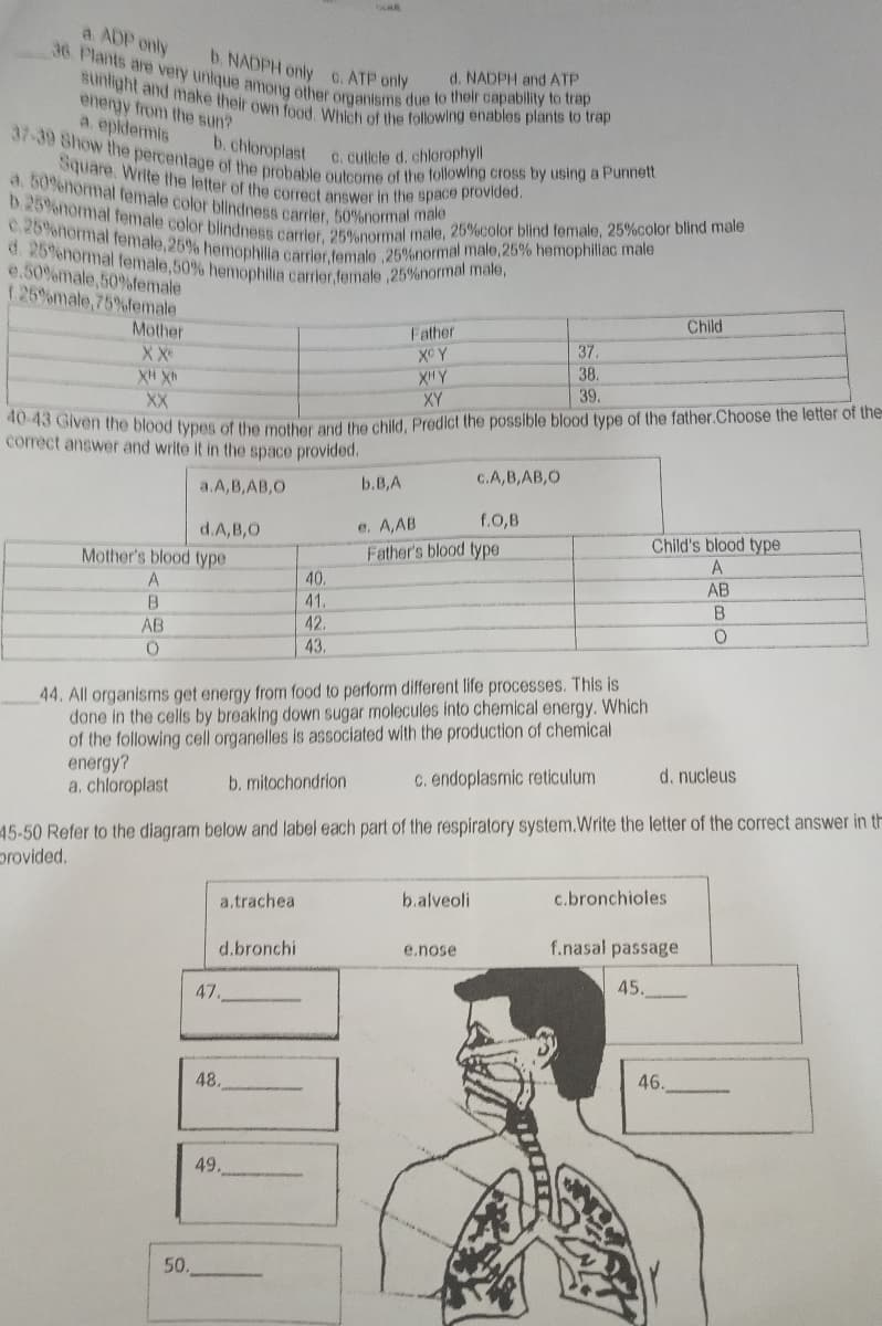 b. 25%normal female color bilindness carrier, 25%normal male, 25%color blind female, 25%color blind male
C.25%normal female,25% hemophilla carrier,female ,25%normal male,25% hemophilliac male
37-39 Show the percentage of the probable outcome of the following cross by using a Punnett
Bunlight and make their own food. Which of the following enables plants to trap
a. 50%normal female color blindness carrier, 50%normal male
36 Plants are very unique among other organisms due to their capability to trap
Square, Write the letter of the correct answer in the space provided.
d. 25%normal female,50% hemophilia carrier,female,25%normal male,
a. ADP only
b. NADPH only C.ATP only
d. NADPH and ATP
energy from the sun?
a. epidermis
b. chloroplast
C. cuticle d. chlorophyll
e.50%male,50%female
1.25%male,75%female
Mother
Child
Father
XC Y
XHY
XY
XX
37.
38.
XH Xh
XX
39.
43 Given the blood types of the mother and he child, Predict the possible blood type of the father.Choose the letter of the
correct answer and write it in the space provided.
a.A,B,AB,0
b.B,A
C.A,B,AB,O
f.O,B
e. A,AB
Father's blood type
d.A,B,0
Mother's blood type
Child's blood type
A
A
40.
AB
B
41.
42.
43.
АВ
44. All organisms get energy from food to perform different life processes. This is
done in the cells by breaking down sugar molecules into chemical energy. Which
of the following cell organelles is associated with the production of chemical
energy?
a. chloroplast
b. mitochondrion
C. endoplasmic reticulum
d. nucleus
45-50 Refer to the diagram below and label each part of the respiratory system.Write the letter of the correct answer in th
provided.
a.trachea
b.alveoli
c.bronchioles
d.bronchi
e.nose
f.nasal passage
47.
45.
48.
46.
49.
50.
