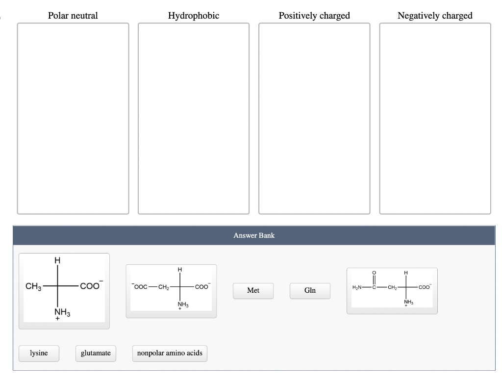 CH3
Polar neutral
lysine
H
NH3
-COO
glutamate
Hydrophobic
ooc-CH₂-
H
NH3
-Coo
nonpolar amino acids
Answer Bank
Met
Positively charged
Gln
H₂N-C-CH;
Negatively charged
H
NH3
coo