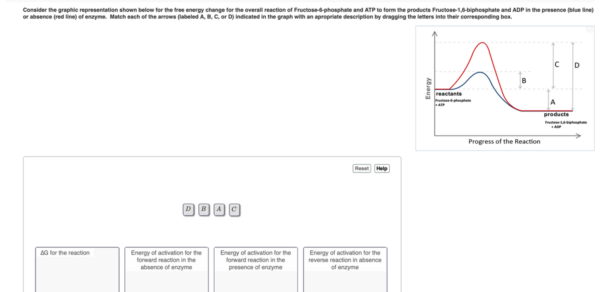 Consider the graphic representation shown below for the free energy change for the overall reaction of Fructose-6-phosphate and ATP to form the products Fructose-1,6-biphosphate and ADP in the presence (blue line)
or absence (red line) of enzyme. Match each of the arrows (labeled A, B, C, or D) indicated in the graph with an apropriate description by dragging the letters into their corresponding box.
C
D
reactants
Fructose-6-phosphate
+ ATP
A
products
Fructose-1,6-biphosphate
+ ADP
Progress of the Reaction
Reset
Help
D BAc
В
C
Energy of activation for the
forward reaction in the
absence of enzyme
Energy of activation for the
forward reaction
Energy of activation for the
reverse reaction in absence
AG for the reaction
the
presence of enzyme
of enzyme
Energy
