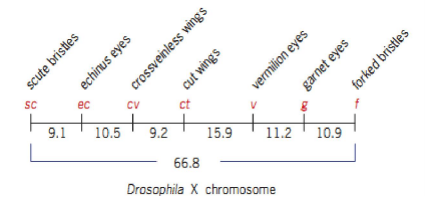 SC
ec
CV
ct
9.1
10.5
9.2
15.9
11.2
10.9
66.8
Drosophila X chromosome
scute bristles
echinus eyes
crossveinless wing s
cut wings
vermilion eyes
garnet eyes
forked bristles
