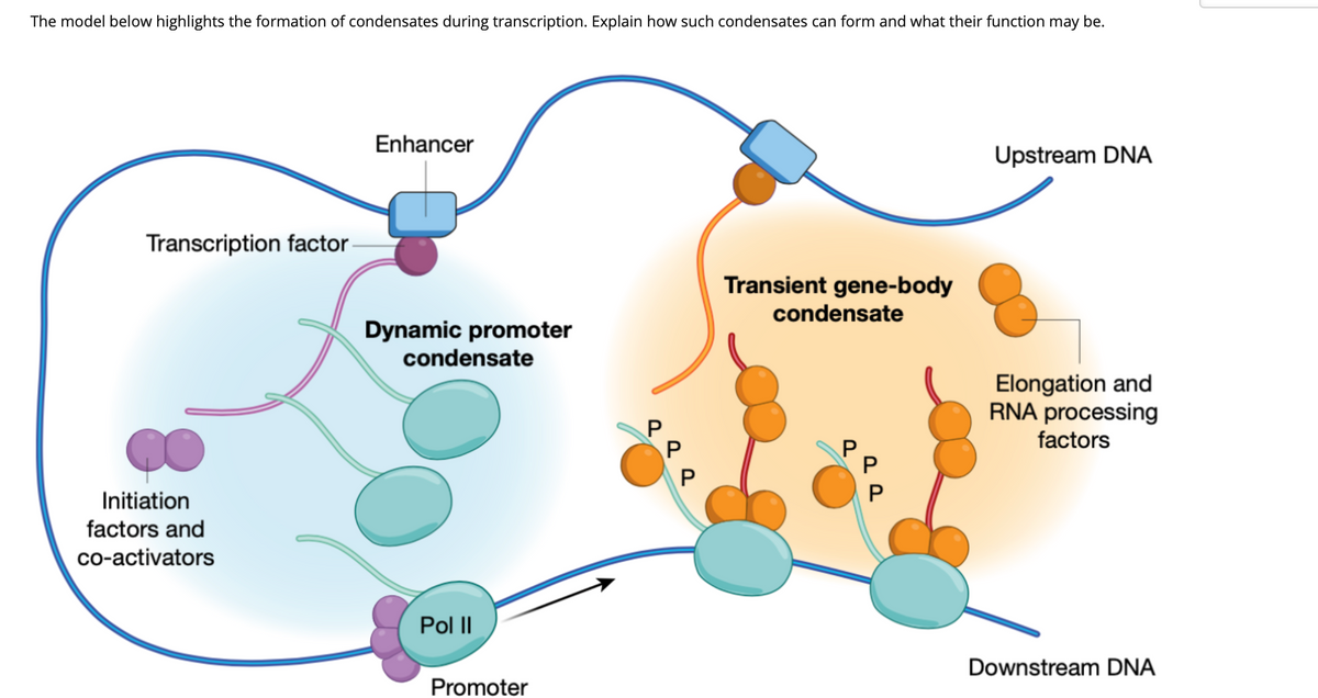 The model below highlights the formation of condensates during transcription. Explain how such condensates can form and what their function may be.
Enhancer
Upstream DNA
Transcription factor
Transient gene-body
condensate
Dynamic promoter
condensate
Elongation and
RNA processing
factors
Initiation
factors and
co-activators
Pol II
Downstream DNA
Promoter
